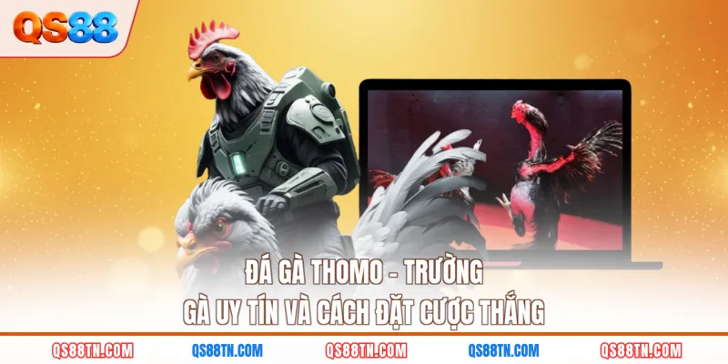 Đá gà thomo