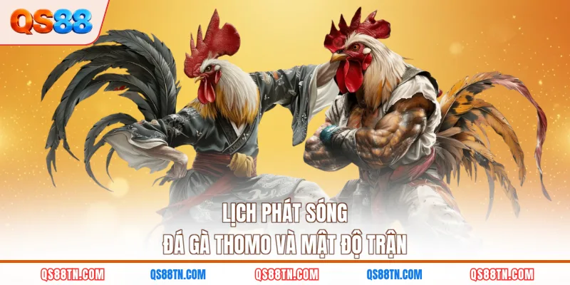 Lịch phát sóng đá gà Thomo và mật độ trận
